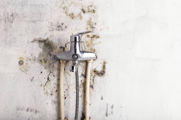Best Emergency Mold Removal  in Cerritos, CA