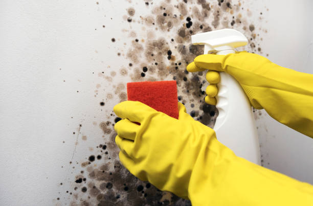 Professional Mold Removal in Cerritos, CA