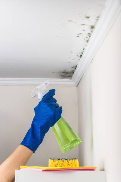 Best Commercial Mold Removal  in Cerritos, CA